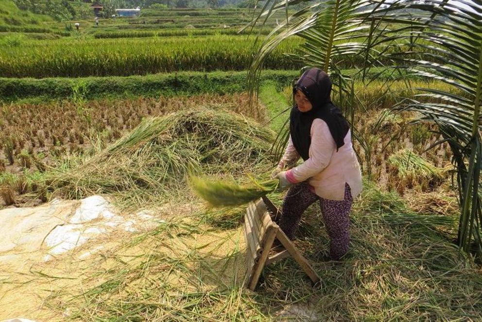 Bild einer Reisbäuerin in Indonesien