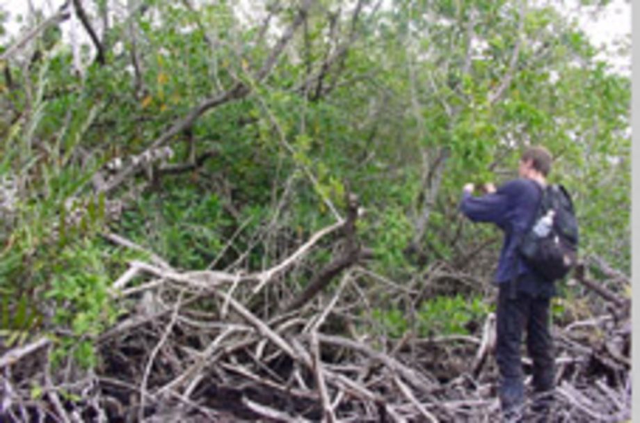 Regeneration der Mangroven auf der Insel Guanaja (Honduras) sieben Jahre nach Hurricane Mitch
