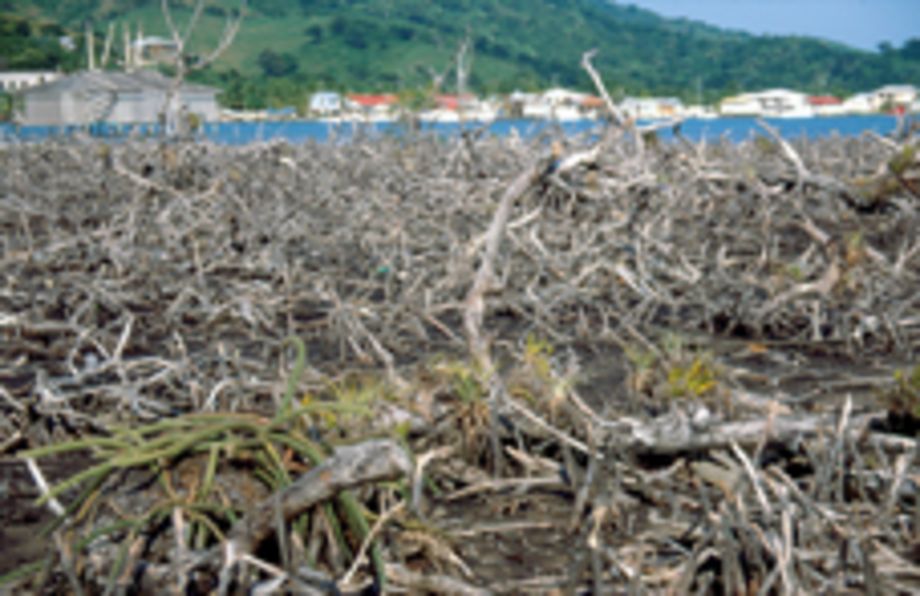 Regeneration der Mangroven auf der Insel Guanaja (Honduras) sieben Jahre nach Hurricane Mitch