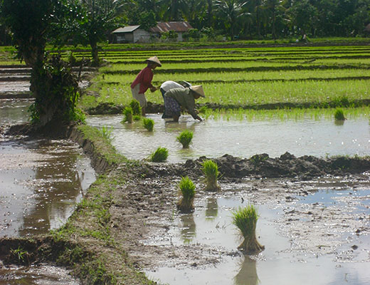 Reisanbau in Indonesien, Foto: V. Scheer Reisanbau in Indonesien, Foto: V. Scheer